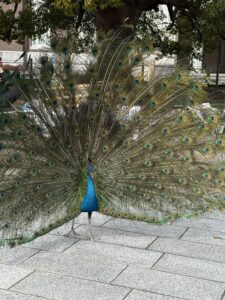 【2026年度】京大入試・直前下見ガイド!出町柳から時計台への「王道ルート」を動画で解説