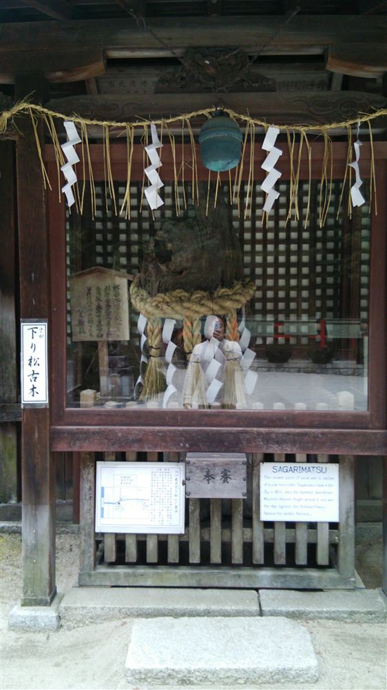 八大神社にまつられている一乗寺下り松の古木